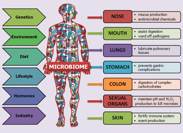 마이크로바이옴(Microbiome)- 인체의 가장 큰 장기